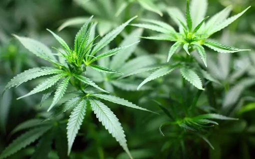大麻_(kāi)副本.jpg