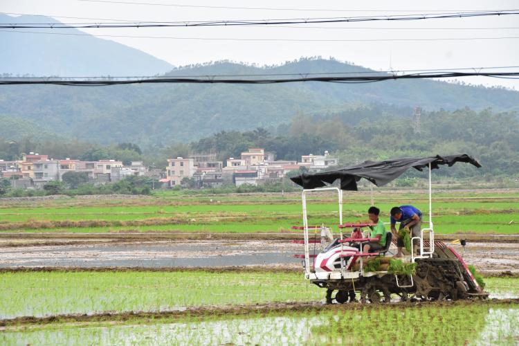 在北陡鎮(zhèn)沙頭沖村的田地里，黨員農(nóng)機(jī)手正操作“鐵牛”在田間地頭來回穿梭作業(yè)。譚韻華攝。 (2).JPG