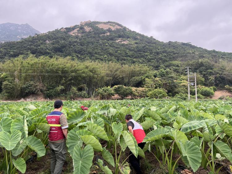 在寨門村，鎮(zhèn)村干部和網(wǎng)格員一對一走訪了解村民在春耕生產(chǎn)中的實際困難，特別關(guān)注困難群體的春播、插秧等工作，協(xié)助解決農(nóng)忙時節(jié)人力不足的問題(1).jpg