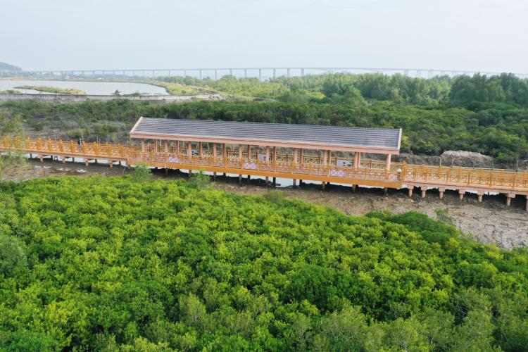 紅樹林棧道1.jpg
