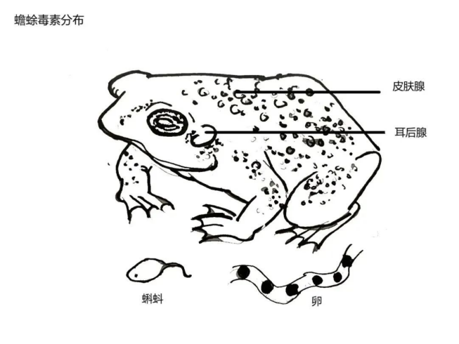 蟾蜍.png