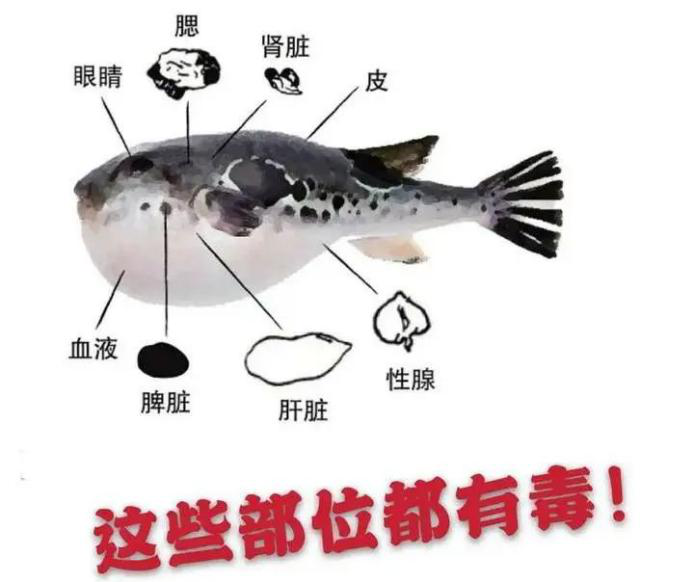 河豚魚2.png